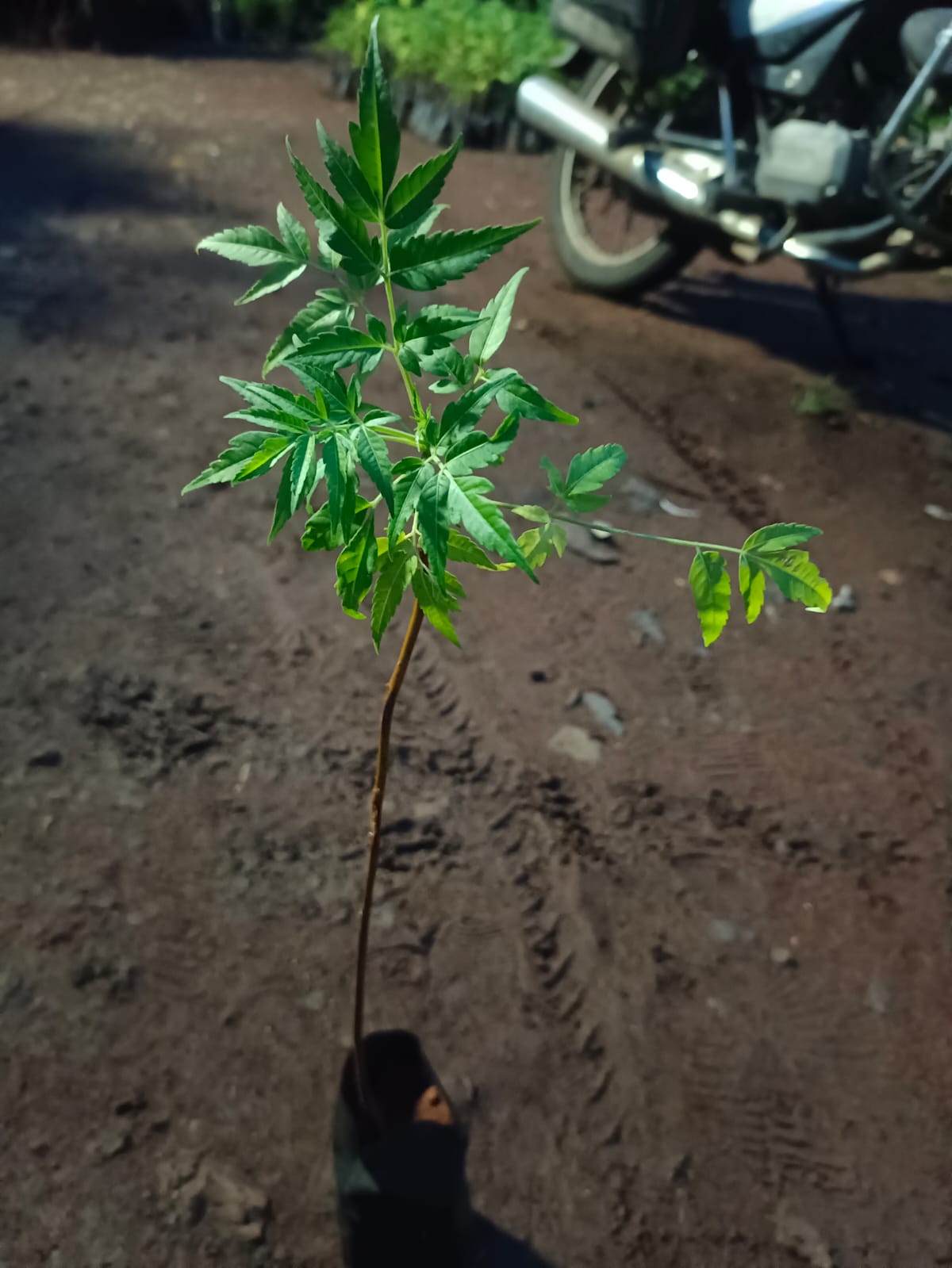 A young Milia Dubia plant growing in a patch for Plantation 