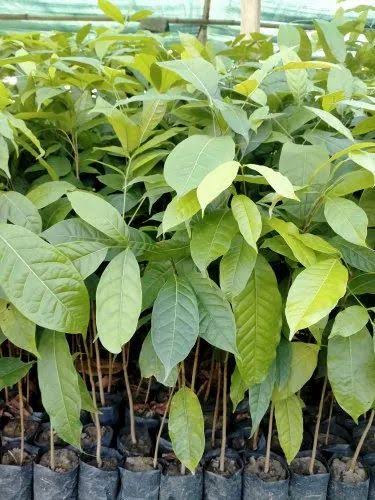 A young Mohagani plant growing in a patch for Plantation 
