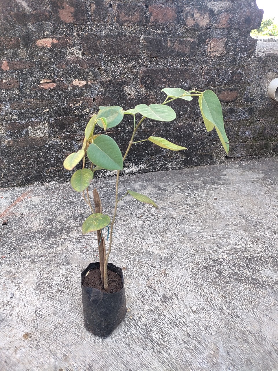 A young Red Sandalwood plant growing in a patch for Plantation 