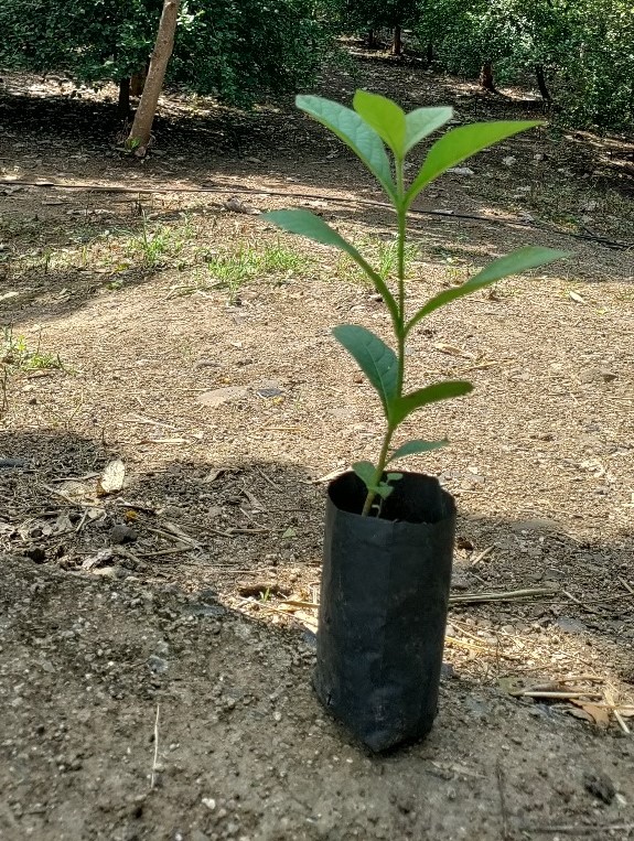A young Teak plant growing in a patch for Plantation 