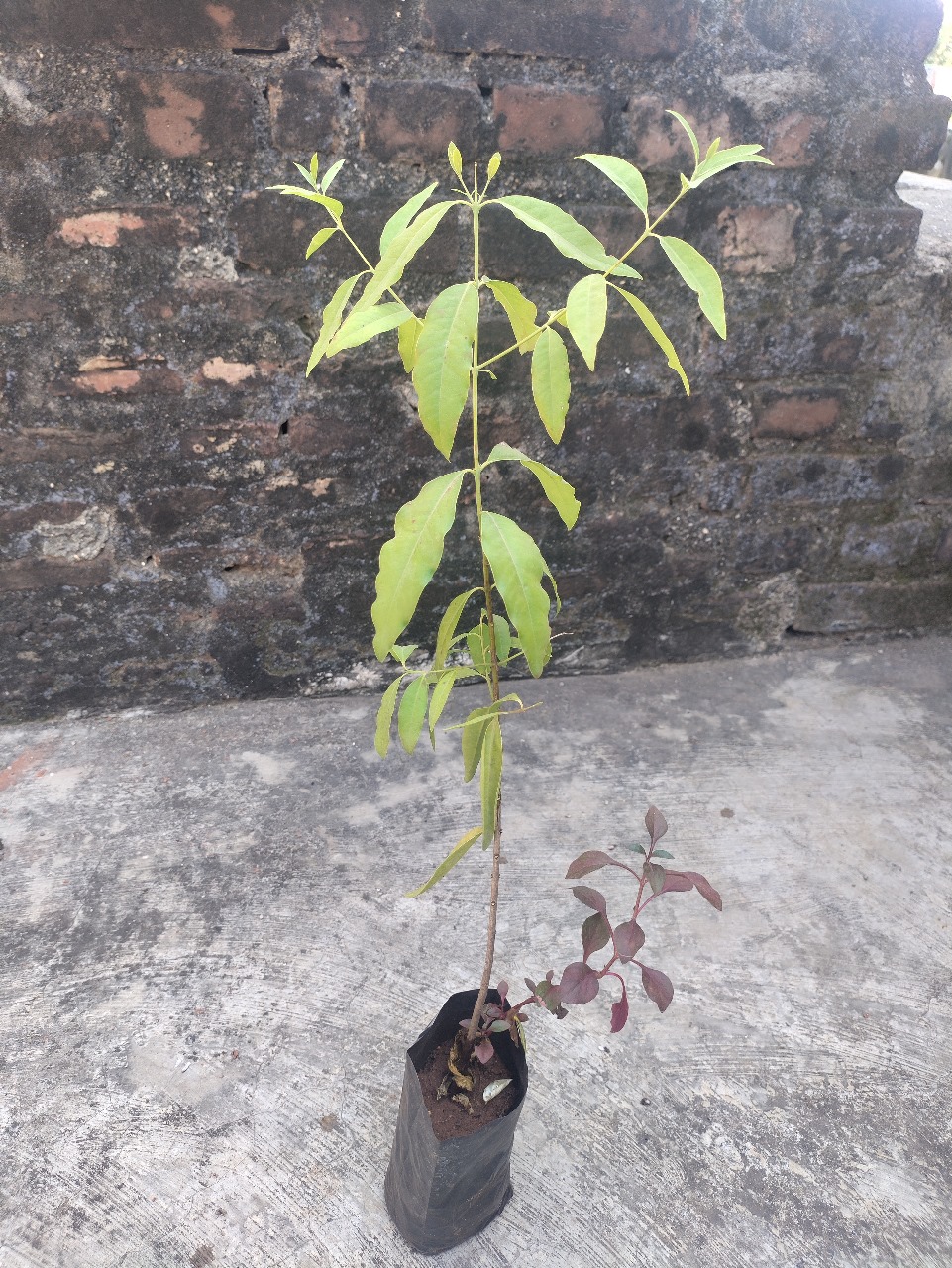 A young Whight Sandalwood  plant growing in a patch for Plantation 