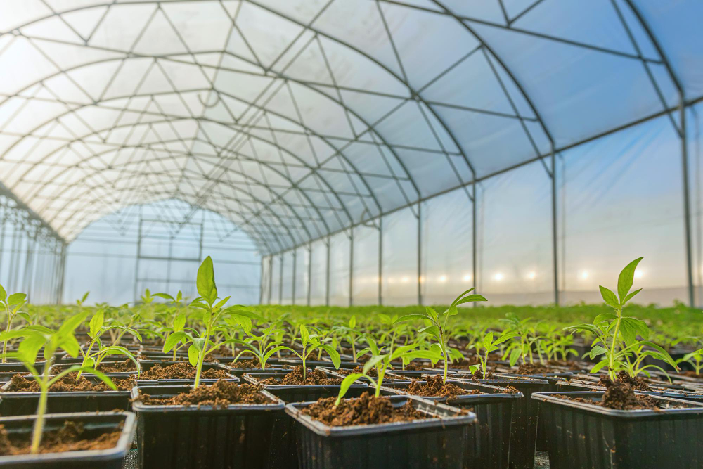 A greenhouse filled with young plants, including Sagwan,mohagani,milia-dubias,red-sandalwood,weight-sandalwood, under a clear plastic roof.