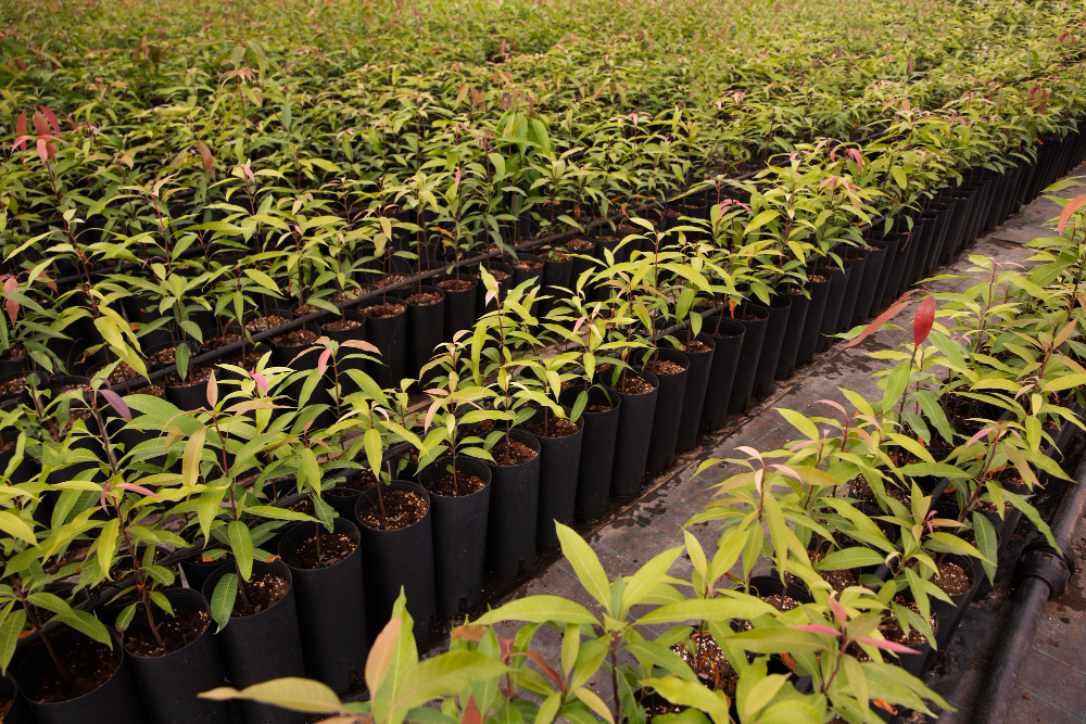 A large number of small plants are growing in pots, arranged in rows on a table. These plants are likely being cultivated for plantation or afforestation purposes.